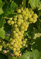 Cépage Ugni blanc - Cognac 38 08