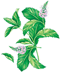 Illustration menthe - Aromatiques 38 08