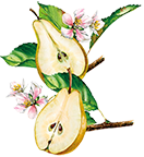 Illustration poire - Aromatiques 38 08