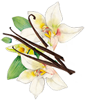 Illustration vanille - Aromatiques 38 08