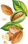 Illustration amande - Aromatiques 38 08