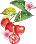 Illustration cerise - Aromatiques 38 08